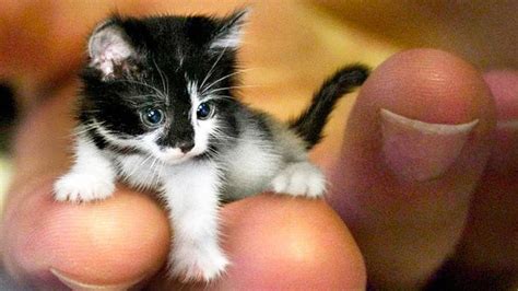 THE SMALLEST CATS In The World - Pet Dedicated Pet Dedicated