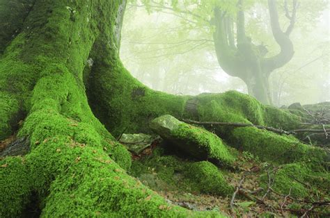 Inspiration for the Space Around You | Hunker | Tree roots, Fantasy tree, Types of moss