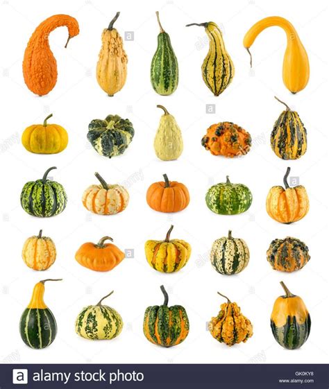 Image result for decorative gourds | Pumpkin varieties, Growing squash, Seeds