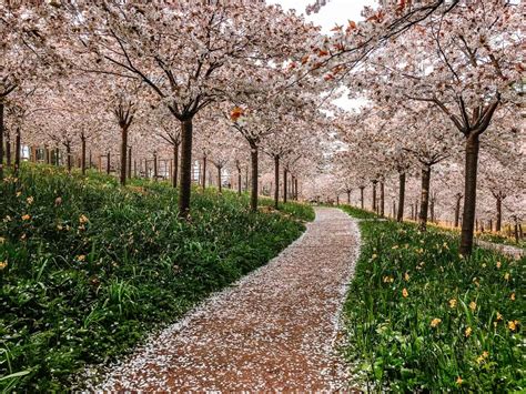 How To See Alnwick Gardens Cherry Blossom - An Essential Guide (2024)!