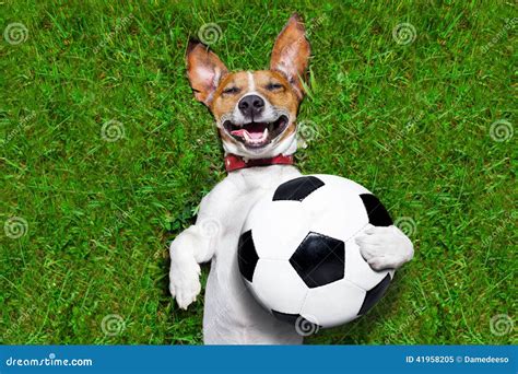 Funny soccer dog stock image. Image of isolated, funny - 41958205