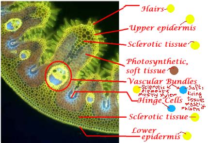 botany - Is this a grass cell? - Biology Stack Exchange