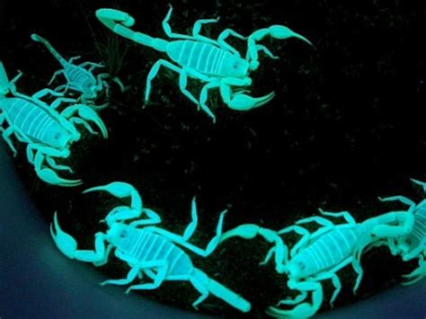 Can Scorpions See In The Dark