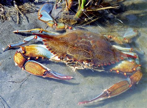 Adult Male Blue Crab Photograph by Millard H. Sharp - Fine Art America