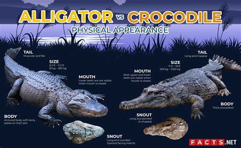 What is the Difference Between an Alligator and a Crocodile ...