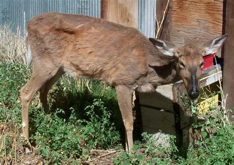 Chronic wasting disease