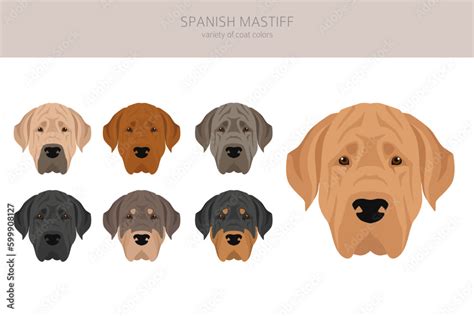 Spanish Mastiff coat colors, different poses clipart Stock Vector | Adobe Stock