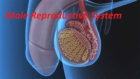 Men Reproductive System Diagram