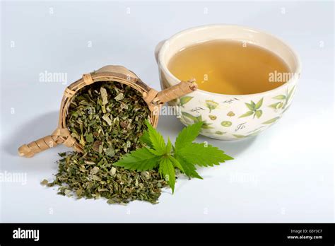 Common hemp, tea Stock Photo - Alamy