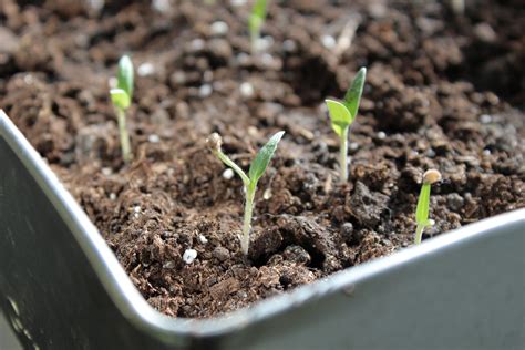 Pricking Out Tomato Seedlings – The Complete Guide | Polytunnel Gardening