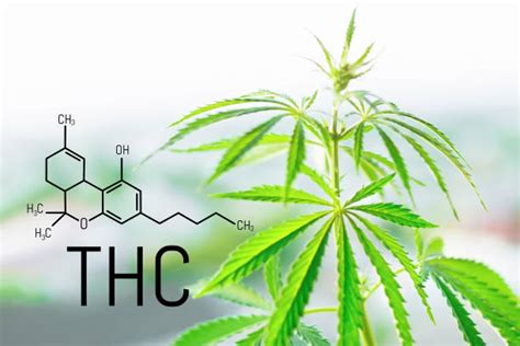 Best Thc Molecule Stock Photos, Pictures & Royalty-Free Images - iStock