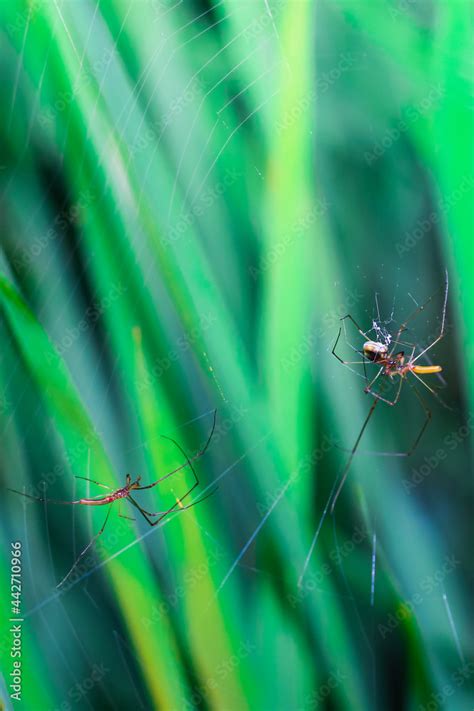 Rare photography, Meeting, seen two male and female spiders doing a mating ritual. Garden ...