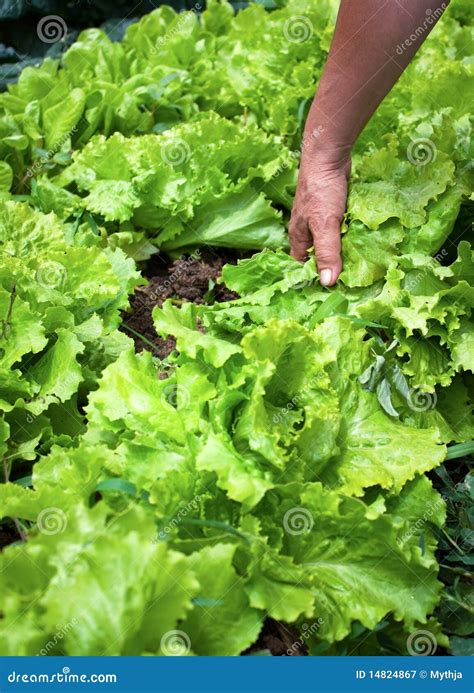 Harvesting Lettuce Royalty Free Stock Photography - Image: 14824867