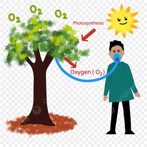 Producer Clipart Transparent PNG Hd, Trees Produce Oxygen With The Help Of Sunlight, Trees ...