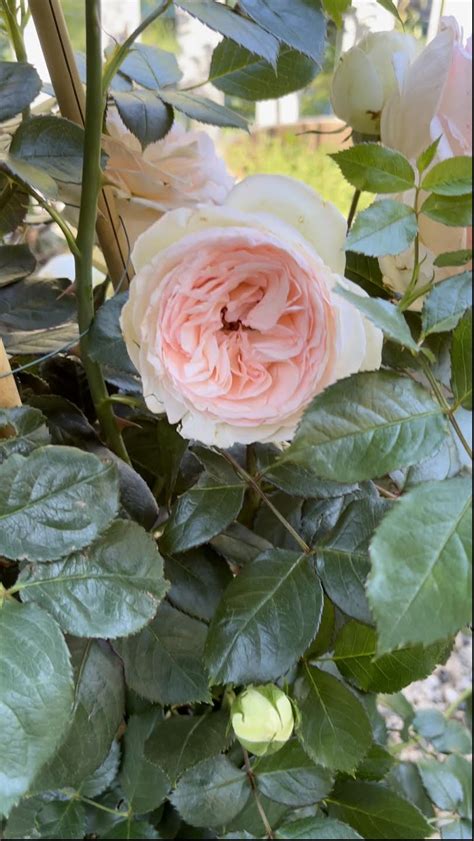 All About our Cottage Garden Roses - French Country Cottage