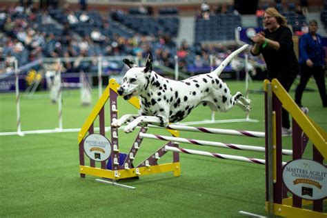 Photos From the 2023 Westminster Dog Show - The Atlantic