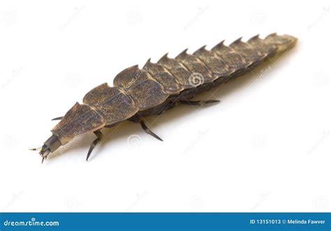 Firefly Larva Stock Photos - Image: 13151013