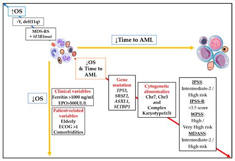 JCM | Free Full-Text | Prognosis in Myelodysplastic Syndromes: The Clinical Challenge of Genomic ...