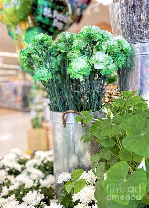 Green Carnations Photograph by Janice Drew - Fine Art America