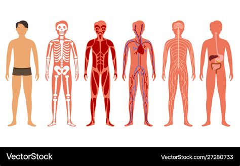 Cartoon color human body anatomy set Royalty Free Vector