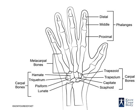 Hand Bones - Anatomy, Structure and Diagram