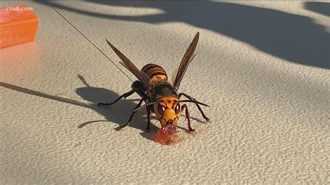 First Asian giant hornet nest in U.S. found in Washington State - YouTube