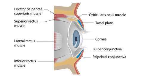 The Eyelids - Conjunctiva - Muscles - Lacrimal Glands - TeachMeAnatomy