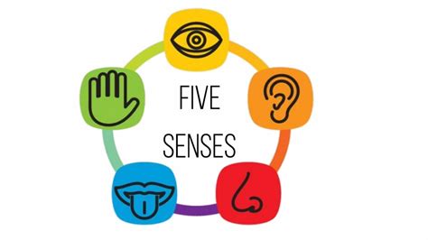 5 Senses Clipart | Free download on ClipArtMag