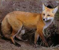 The Bengal fox (Vulpes bengalensis), or Indian fox, is a fox endemic to the Indian subcontinent ...