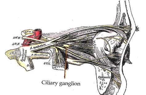 Ciliary ganglion - wikidoc