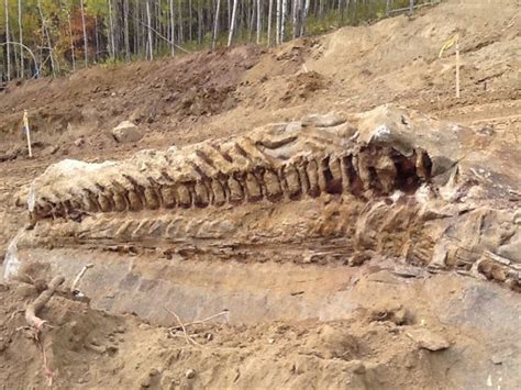 EPHS Honors Biology Blog Foley: Huge New Dinasaur Fossils Discovered in ...