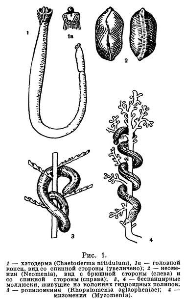 (Aplacophora) Класс Аплакофоры, Беспанцирные моллюски, Бороздчатобрюхие моллюски, Class ...