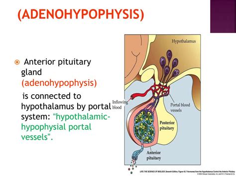 PPT - Endocrinology PowerPoint Presentation, free download - ID:4496836