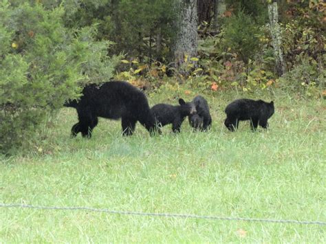 Mama Bear & Cubs in Cades Cove | Bear cubs, Homeschool field trip ideas ...