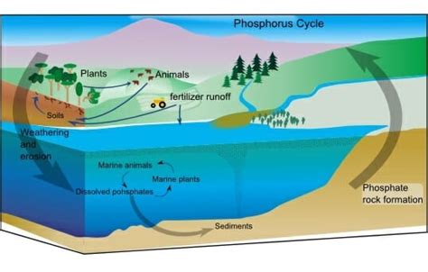 Phosphorus Cycle - Definition, Steps, Human Impact | Biology Dictionary