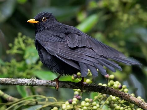 Black Thrush Bird