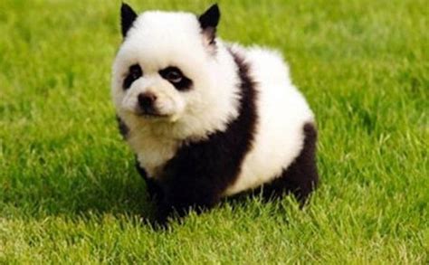 Perro san bernardo, Perro panda, Adoptar un perro