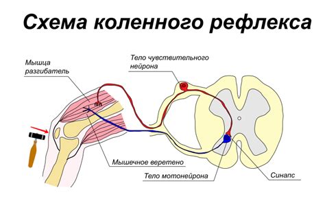 Patellar Reflex Diagram - Wiring Diagram Pictures