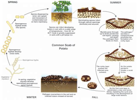 Potato Diseases: Common Scab of Potato - MSU Extension