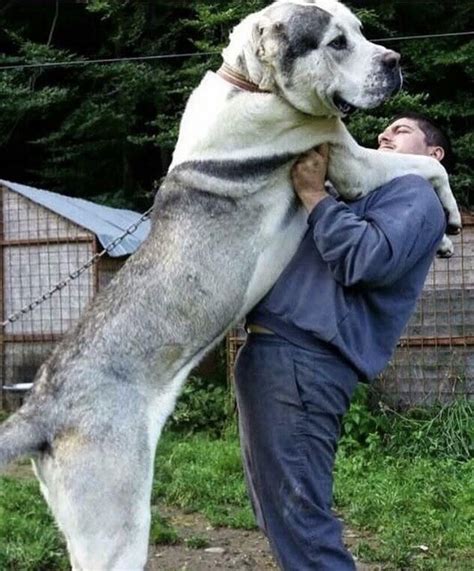 10 Big Dogs Breed You Should know | | Alabai dog, Massive dogs, Giant dogs