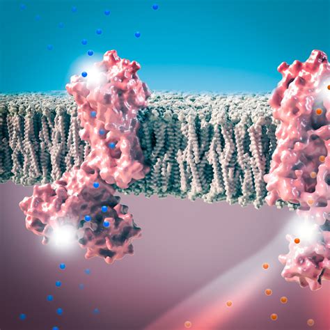 Proteins in cell membrane | PORTFOLIO