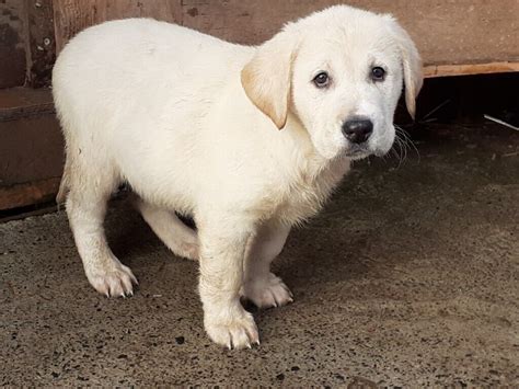 Central Asian Ovcharka puppies | in Jedburgh, Scottish Borders | Gumtree