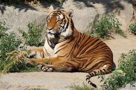 "Indochinese" Tiger - ZooChat