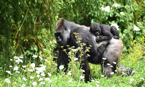 Dropping Soon: D.C. Zoo Announces Baby Gorilla On the Way