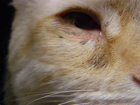 EYE INFECTION IN CATS