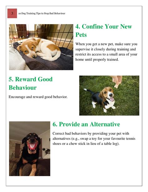 10 Dog Training Tips To Stop Bad Behaviour