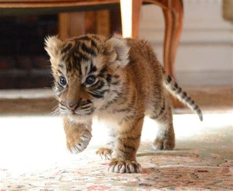 White Tiger Cubs For Sale For sale United States - 1