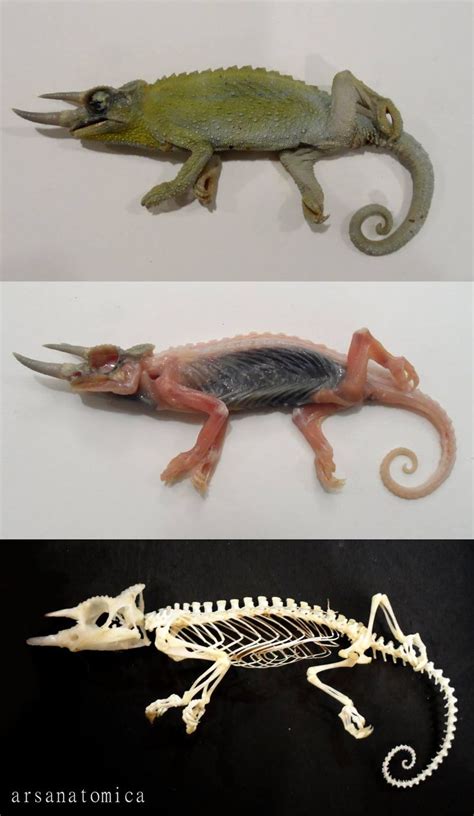 17+ best images about CHAMELEON ANATOMY on Pinterest | Panthers, Lizards and Search