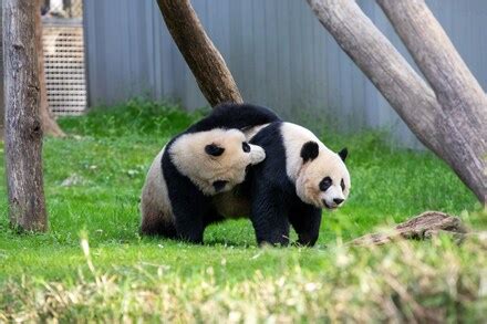 Say farewell to the National Zoo’s pandas during a 9-day festival - The ...