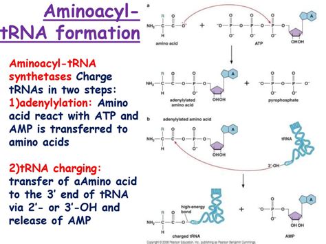 Antibiotics affecting codon phase-dependent binding of aminoacyl-tRNA ...